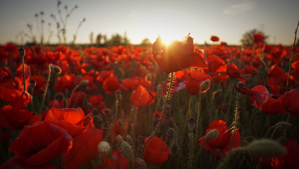 javier canada 105843 unsplash 1